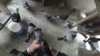 餌のやり方