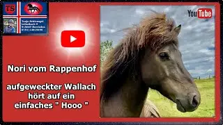 Nori vom Rappenhof, Islandpferd, Isl&auml;nder, Freizeit, Familienpferd, T&ouml;lt, Umsteiger