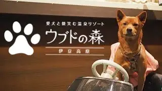 【伊豆高原】愛犬と泊まれる超！わんこファーストな高級宿に泊まりました！【ウブドの森】