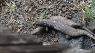 Giant Plated Lizards