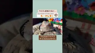 @taasan_home 極上の癒しタイムを楽しむトカゲ#癒し系ベタ慣れフトアゴチョコちゃん #アニマルセラピーフトアゴチョコちゃん #shorts