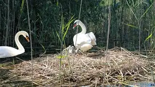 Swan Nest - A well-hidden swan's nest