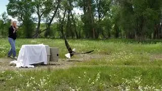 Weekend Raptor Talk | Bald Eagle Release | July 4, 2020 | Nature & Wildlife Discovery Center
