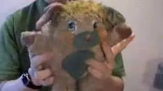 My Popple doll, Puffball