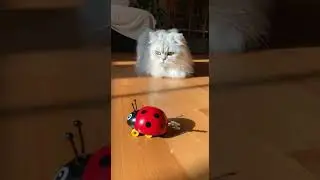 spinning a small wind up toy #chinchilla #cat #catlife #catshorts