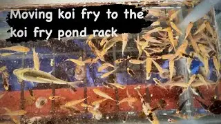 Moving koi fry to the koi fry pond rack #bigdvsfish #microbelift #sabbactisun #koi #koilife #koifry