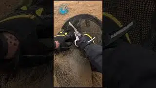 Seal Too Tired to Escape Rescuer #shorts