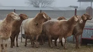 🔥BO'G'OZ QO'YLARNI VA ONA BOLALARNI NARXI SINDI😱 ULGURIB QOLING 