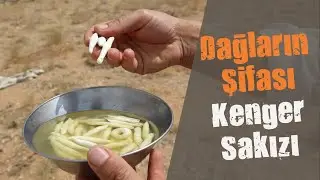 Dağların şifası kenger sakızı