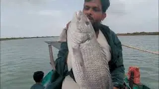 Dhati / Dantex Fish Infromation | How to buy Fresh Fish in Pakistan | Karachi Fishery
