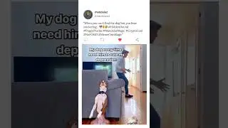 When you can't find the dog but you hear him... 🐶🤫🤣 #memes  #MandalazMagic #CryptoCool #NoFOMO