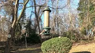 Slow Motion Bird Feeder Action