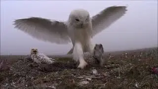 Welcome to visit the snowy owl