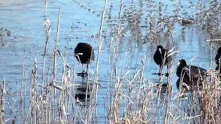 American Coots Walking On Ice Forsythe National Wildlife Refuge