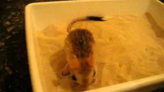 MIS JACULUS LAVANDOSE EN LA ARENA PARA ABRILLANTAR SU PELAJE