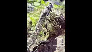 Miracle of Nature: Watch a Snake Give Birth to Live Young