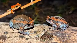 Catch Frogs Jumping for Fun, Catching a Frog Wants to Laugh, Funny Boing Boing
