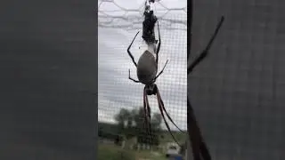 Spooky Spider #Shorts