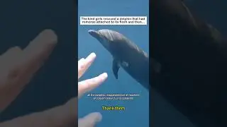 Blue Rescue #animals #wildliferescue #lovestory #rescue #wildlife #cute #animalrescue #dolphin#ocean