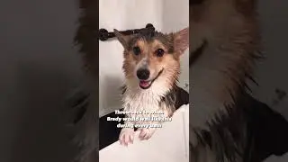 My Corgi used to be very dramatic during bath time #corgi #shorts #dogs