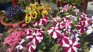 #मार्च_Petunia aur winter flower care what is #deadheading HAPPY HOLI in advance 🙏