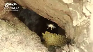 Wild Bees in one of Manresa's Trees