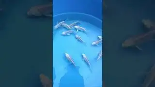 다이아몬드플버코 (은린플래티넘버터플라이)
