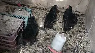 Backyard Therapy with My 3 Black Hens 🐓🐓🐓🐓#hen #roosterfarm #chicken #chicks 