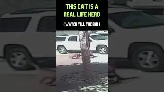 This Cat Is A Real Life Super Hero #hero #cat #shorts
