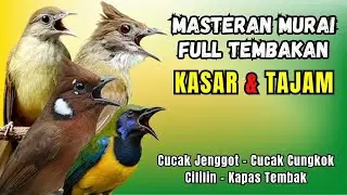 Masteran FULL Tembakan KASAR dan Tajam Kapas Tembak, Cililin, Cucak Jenggot, Cucak Cungkok