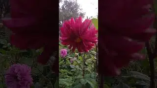 the  most beatiful  flower#shortsviral #burnhampark