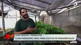#AlMediod&iacute;a: producci&oacute;n de monstera deliciosa en Colonia Luj&aacute;n