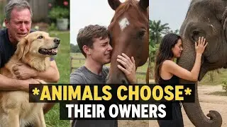 Animals Reunite With Their Owners After Years — You Won’t Stop Crying