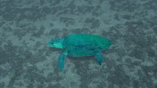 The Mediterranean Tortoise