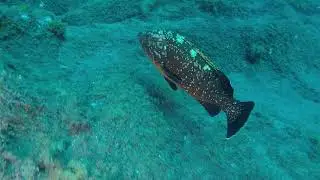 Buceo recreativo en Playa Chica, Tenerife.