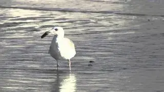 Las aves de Isla Rasa no s&oacute;lo comen sardinas : N&uacute;meros Naturales
