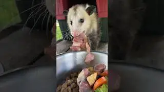 Opossums are amazing & eat 1000&rsquo;s of ticks a year helping prevent lime disease! ❤️