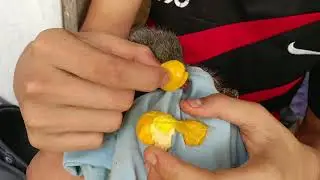 Rescued Sunda Colugo Baby Feeding on Fruit