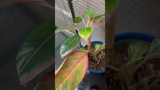 Plant growing in windowless office off a fluorescent light? 🤔 #shorts #plants #officeplants