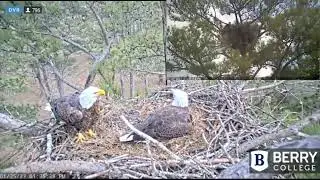 Berry College Eagles~1:35 pm Dad Gives Missy a Break-Both Give Alert Warnings_1.25.23