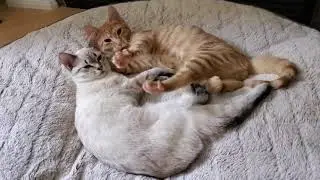 Funny Cats - Date Night
