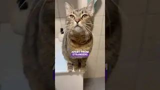 Signs that your Cat Recognizes Your Voice 🐱 #catvideos #cat #catfacts #cats #catlovers #catshorts