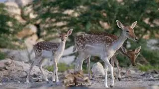 AlJurf - Abu Dhabi