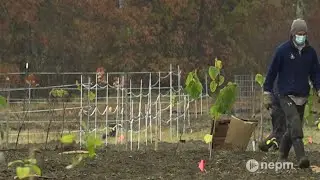 Restoring Floodplain Forest Along the Connecticut River | Connecting Point | Web Exclusive