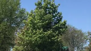 tree