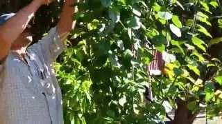 Summer Pruning of Spring Grafted Stone Fruit