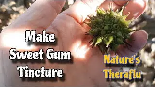 Sweet Gum Ball Tincture - Flu Remedy