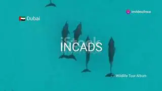 Dubai Wildlife Wonders Tour - song music video arabic Trap hiphop #uae nature parks