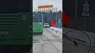 Эта брошенная собака отчаянно бежала за автобусом #тренд #трендшорты #собаки