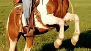 horse running video | | horse race video  | | #shorts #animal #horse
